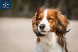 Read more about the article Dutch Kooikerhondje breeders and puppies in North Dakota