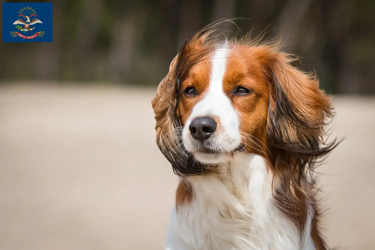 Dutch Kooikerhondje puppies and breeders North Dakota Find Nederlandse Kooikerhondje breeders in North Dakota here.