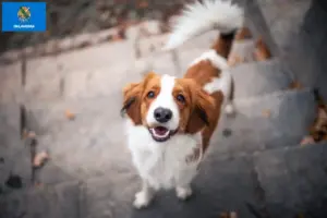 Read more about the article Dutch Kooikerhondje breeders and puppies in Oklahoma