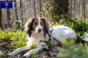 Read more about the article Dutch Kooikerhondje breeders and puppies in Oregon