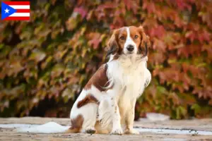 Read more about the article Dutch Kooikerhondje breeders and puppies in Puerto Rico
