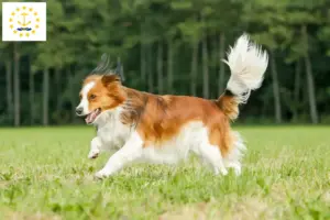 Read more about the article Dutch Kooikerhondje breeders and puppies in Rhode Island
