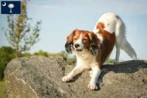 Read more about the article Dutch Kooikerhondje breeders and puppies in South Carolina