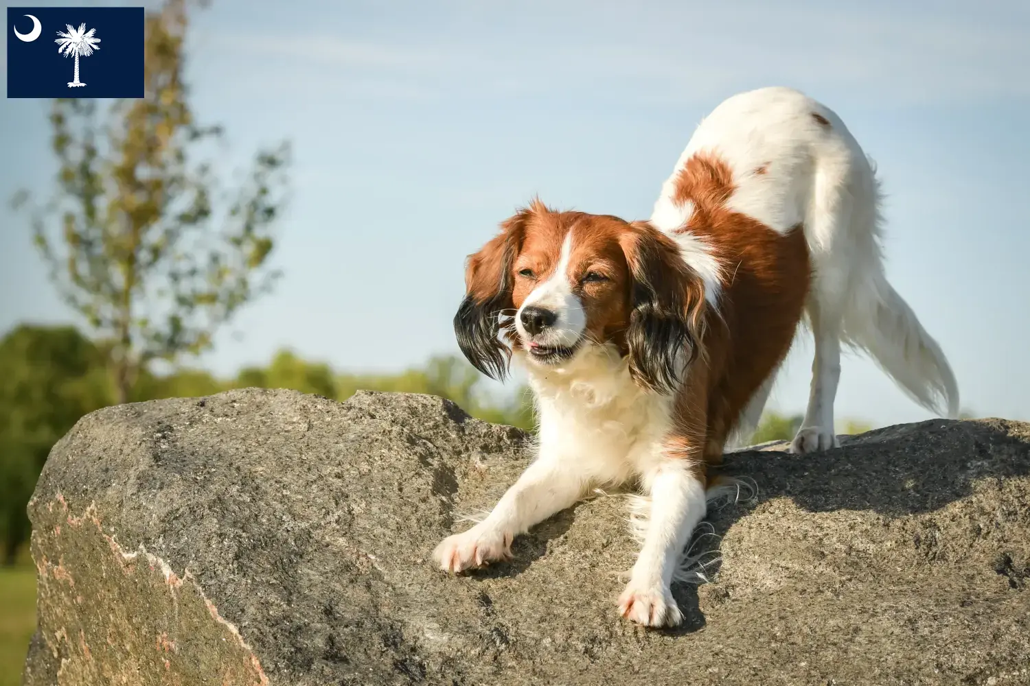 Dutch Kooikerhondje puppies and breeders South Carolina Find Nederlandse Kooikerhondje breeders in South Carolina.