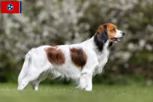 Read more about the article Dutch Kooikerhondje breeders and puppies in Tennessee