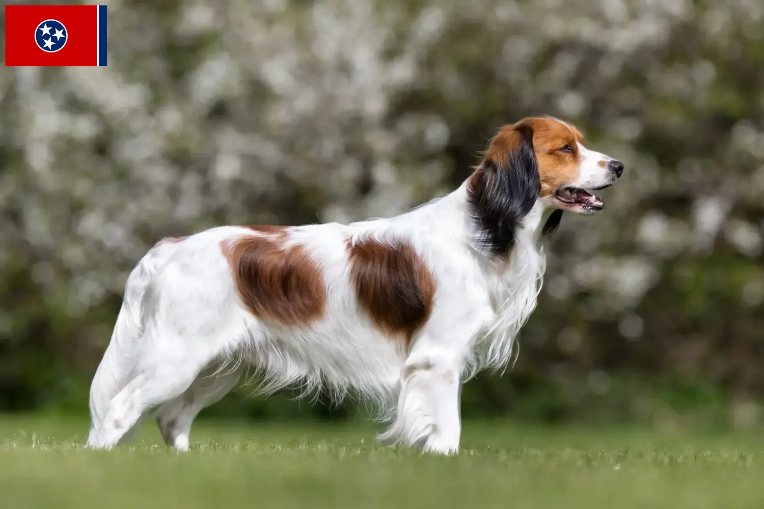 Dutch Kooikerhondje puppies and breeder Tennessee Find Nederlandse Kooikerhondje breeders in Tennessee.