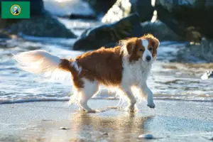 Read more about the article Dutch Kooikerhondje breeders and puppies in Washington