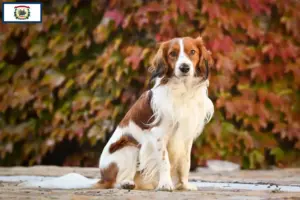 Read more about the article Dutch Kooikerhondje breeders and puppies in West Virginia
