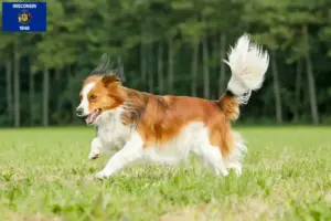 Read more about the article Dutch Kooikerhondje breeders and puppies in Wisconsin