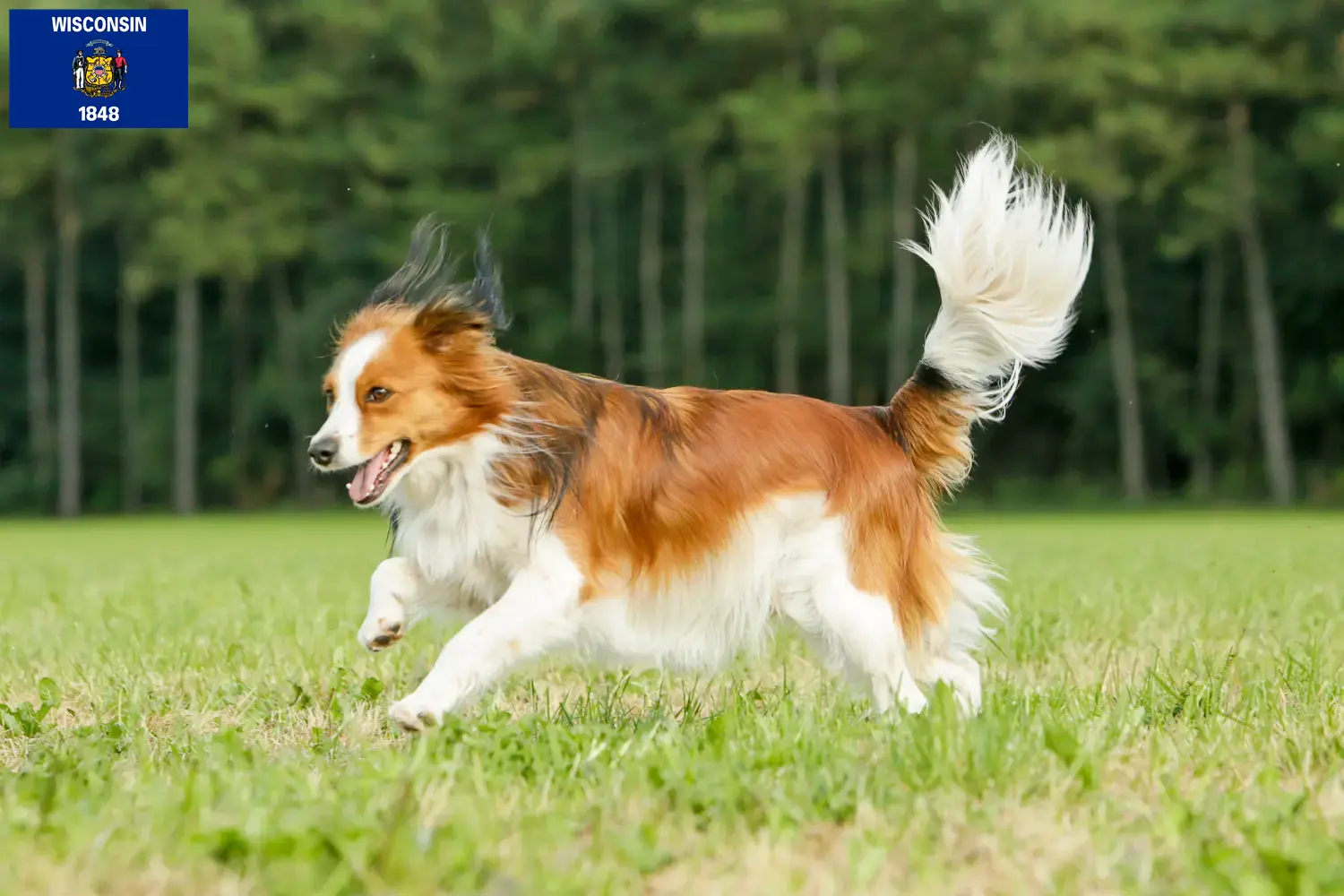 Dutch Kooikerhondje puppies and breeders Wisconsin Find Nederlandse Kooikerhondje breeders in Wisconsin.