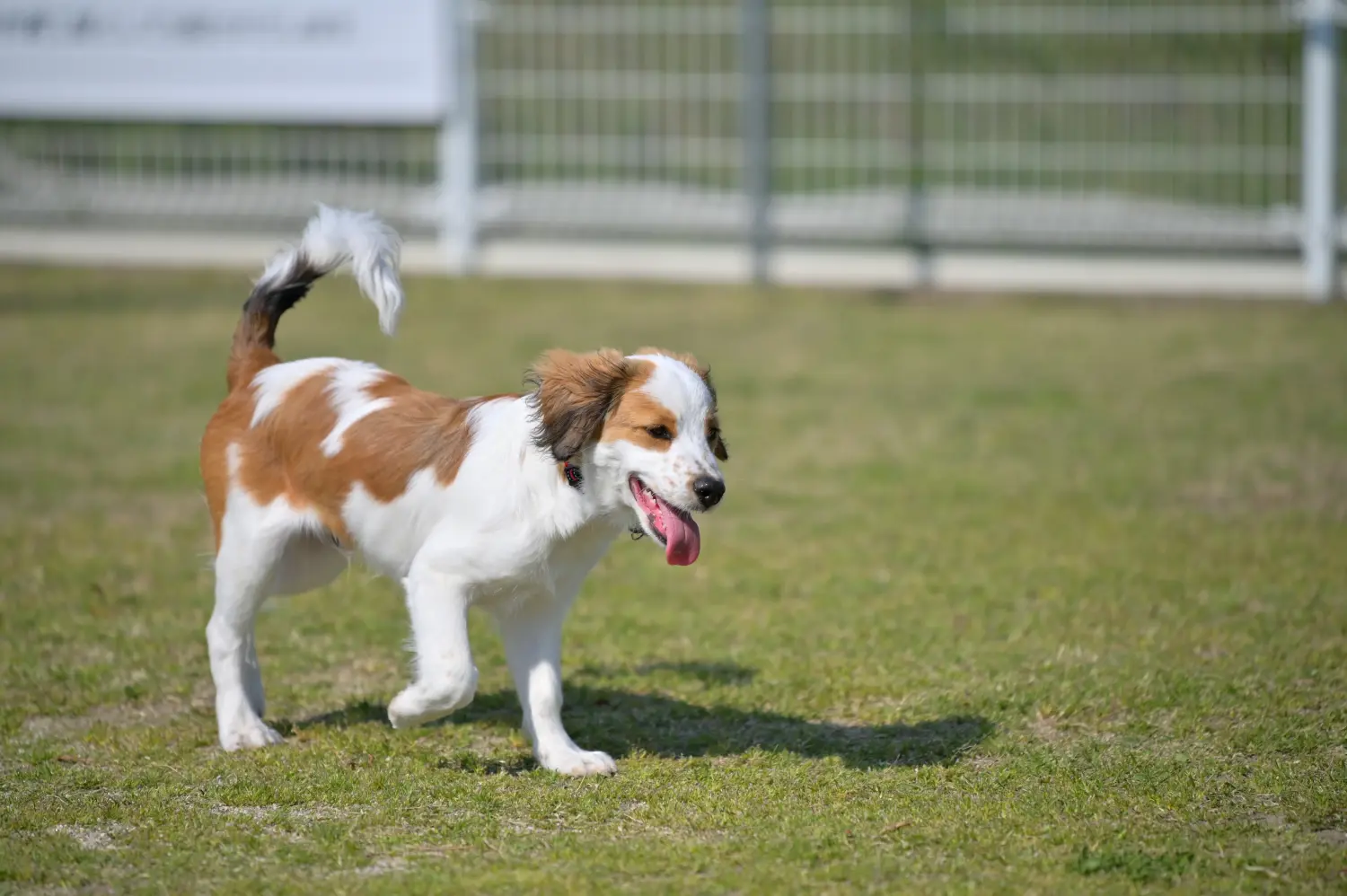 Buying a Dutch Kooikerhondje puppy means taking responsibility! Buy Dutch Kooikerhondje puppies.
