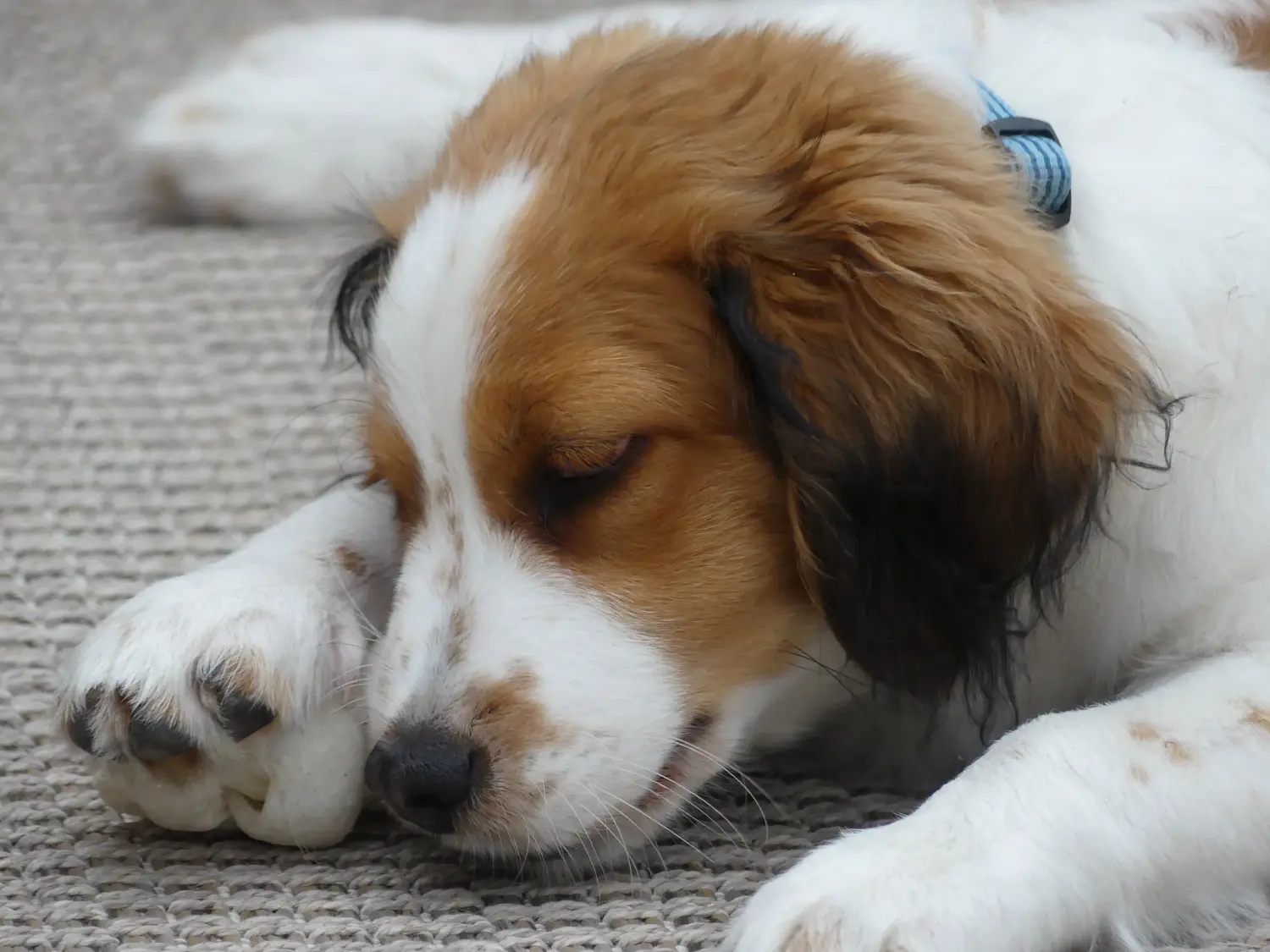 Buying a Dutch Kooikerhondje puppy means taking responsibility! Buy Dutch Kooikerhondje puppies.