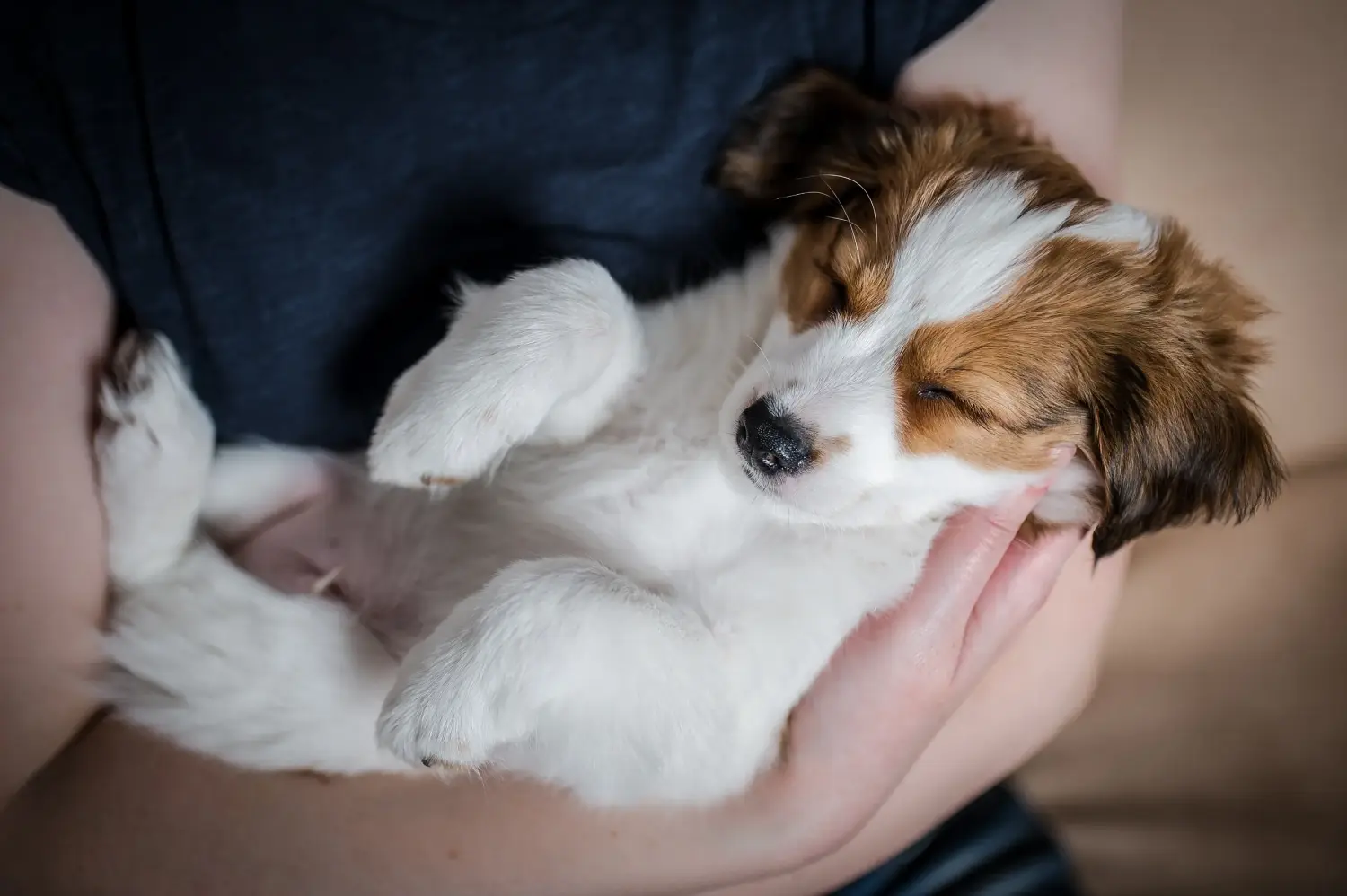 Buying a Dutch Kooikerhondje puppy means taking responsibility! Buy Dutch Kooikerhondje puppies.