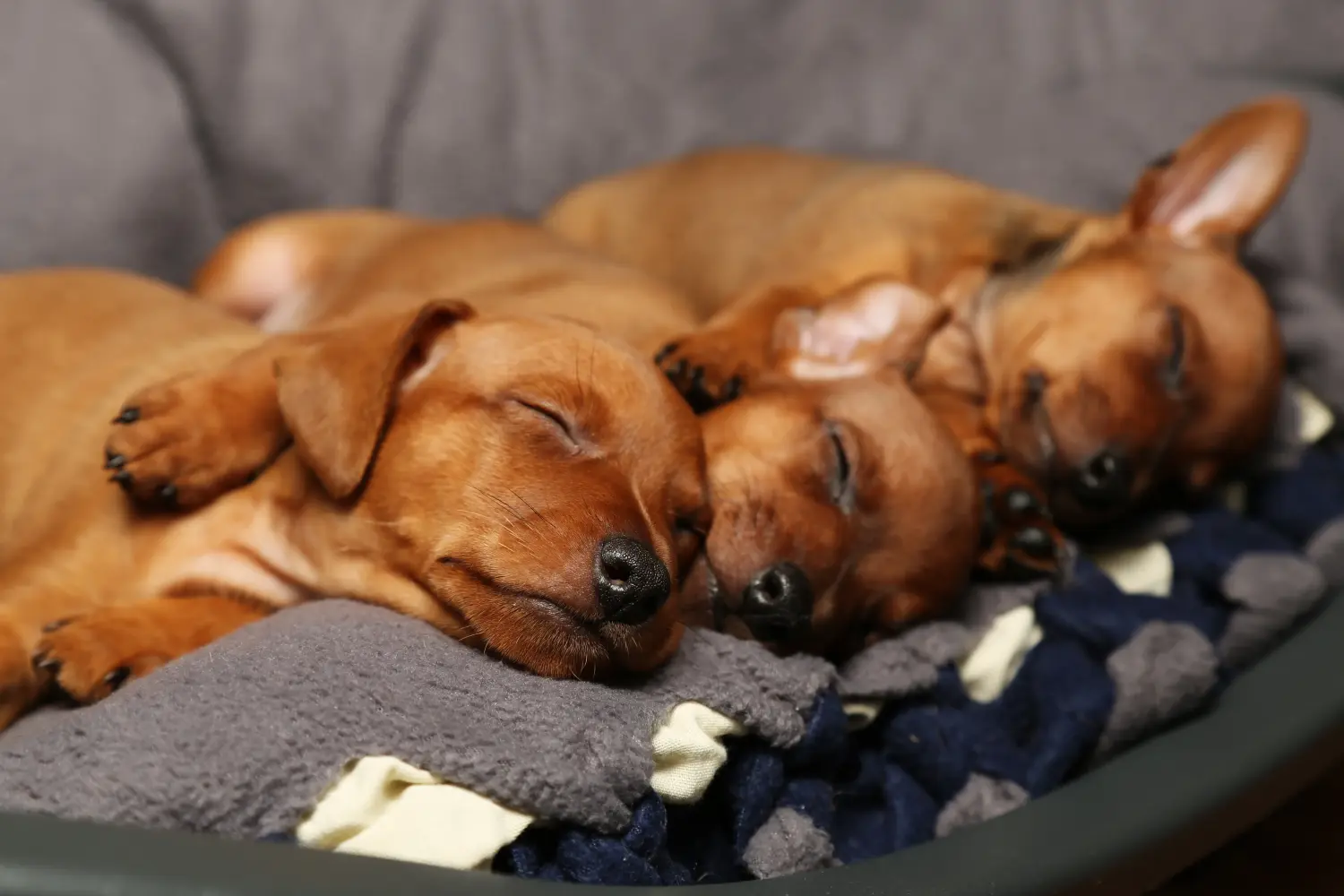 Buying a Miniature Pinscher puppy means taking responsibility! Buy Miniature Pinscher puppies.