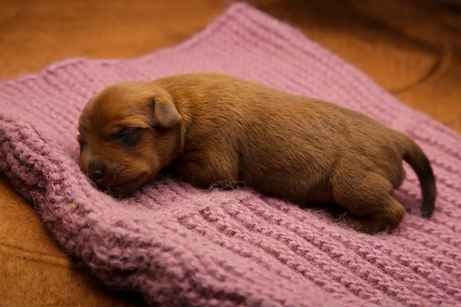 Buying a Miniature Pinscher puppy means taking responsibility! Buy Miniature Pinscher puppies.