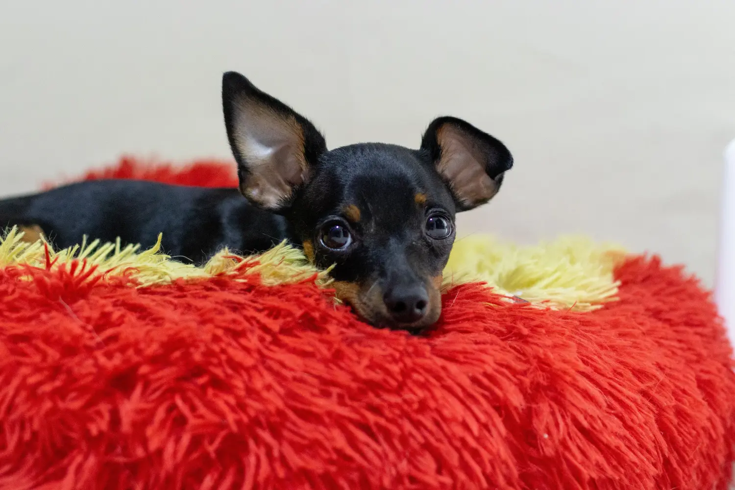Buying a Miniature Pinscher puppy means taking responsibility! Buy Miniature Pinscher puppies.