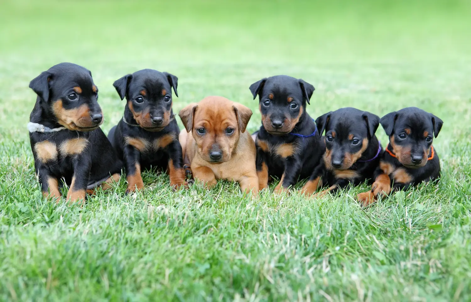 Buying a Miniature Pinscher puppy means taking responsibility! Buy Miniature Pinscher puppies.
