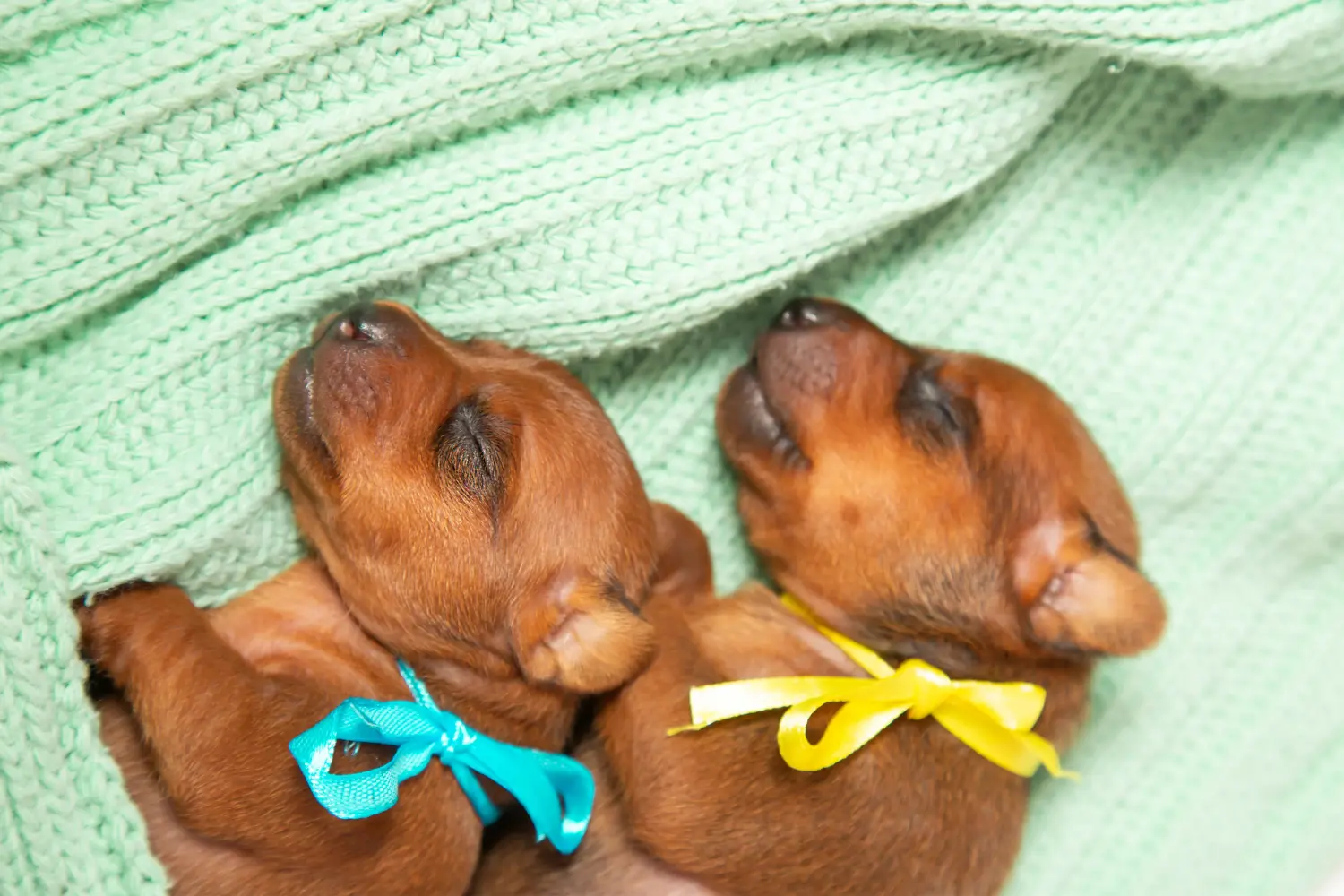 Buying a Miniature Pinscher puppy means taking responsibility! Buy Miniature Pinscher puppies.
