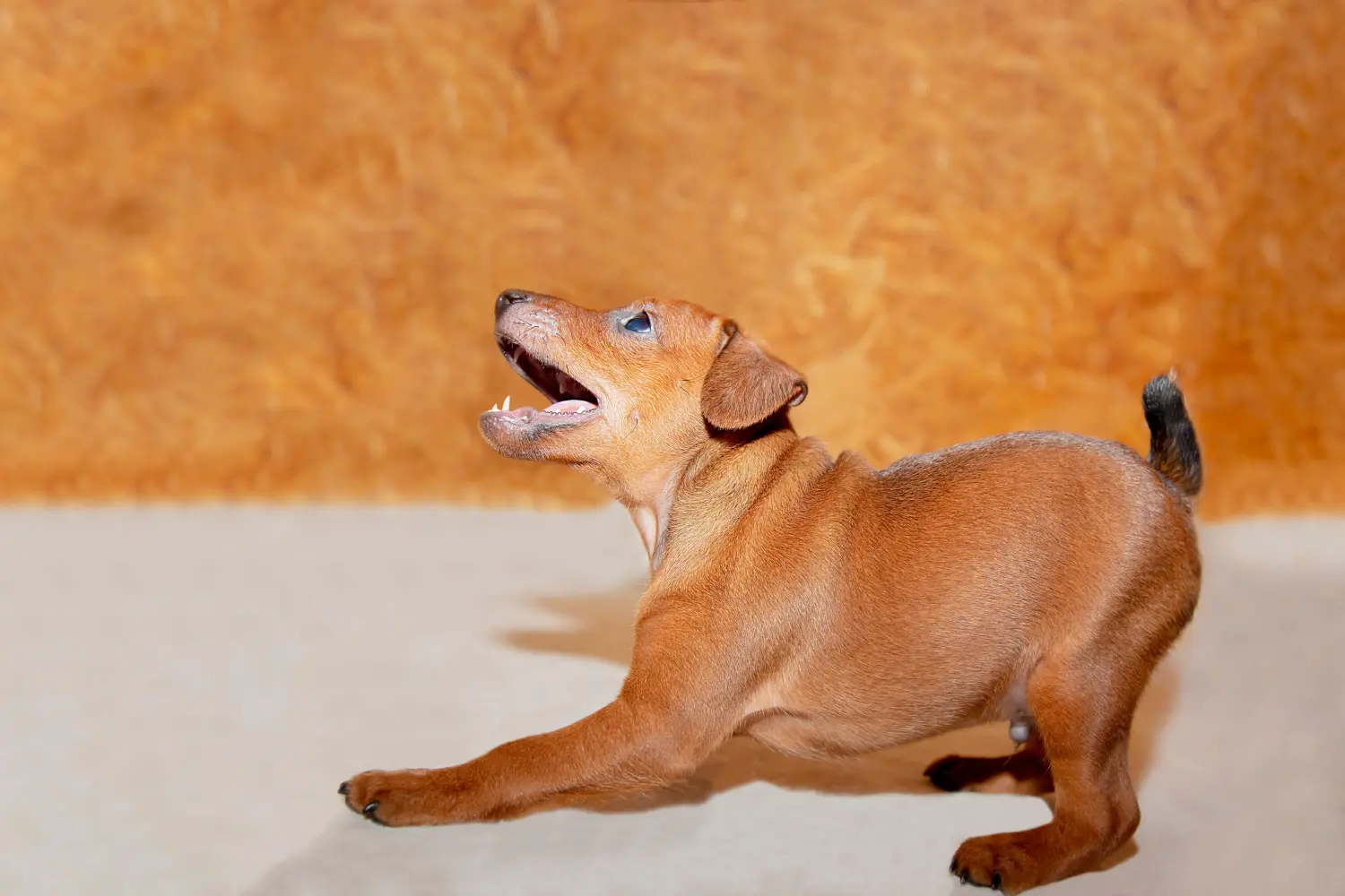 Buying a Miniature Pinscher puppy means taking responsibility! Buy Miniature Pinscher puppies.