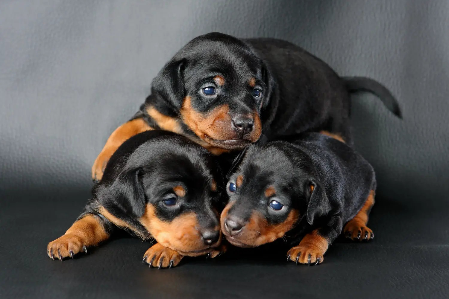 Buying a Miniature Pinscher puppy means taking responsibility! Buy Miniature Pinscher puppies.