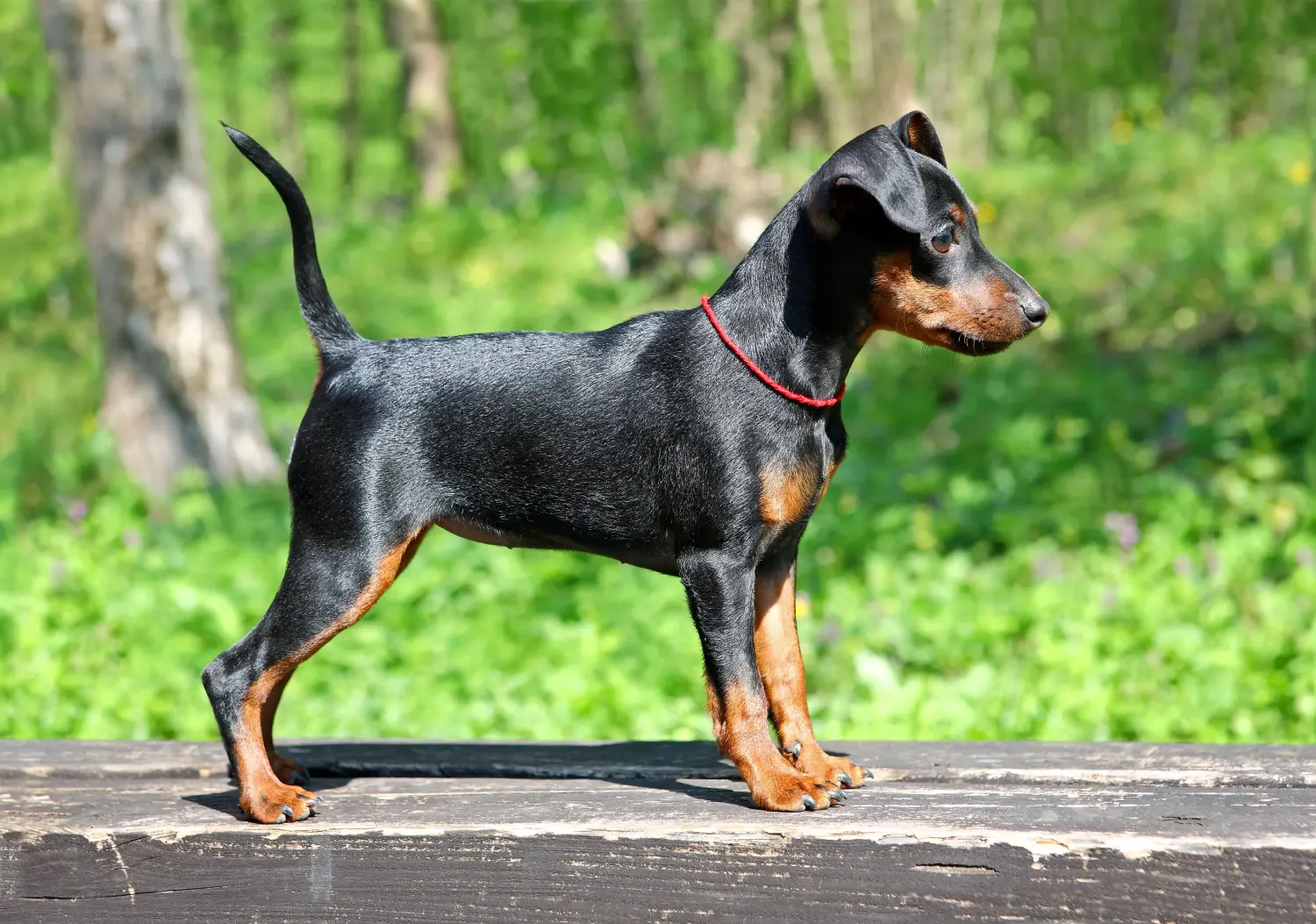 Buying a Miniature Pinscher puppy means taking responsibility! Buy Miniature Pinscher puppies.