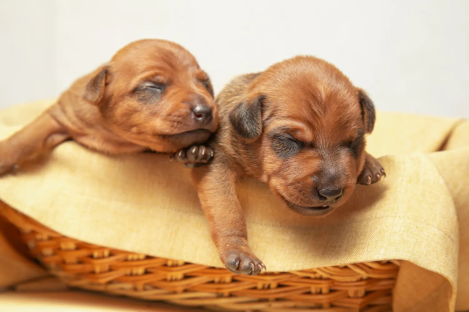 Buying a Miniature Pinscher puppy means taking responsibility! Buy Miniature Pinscher puppies.