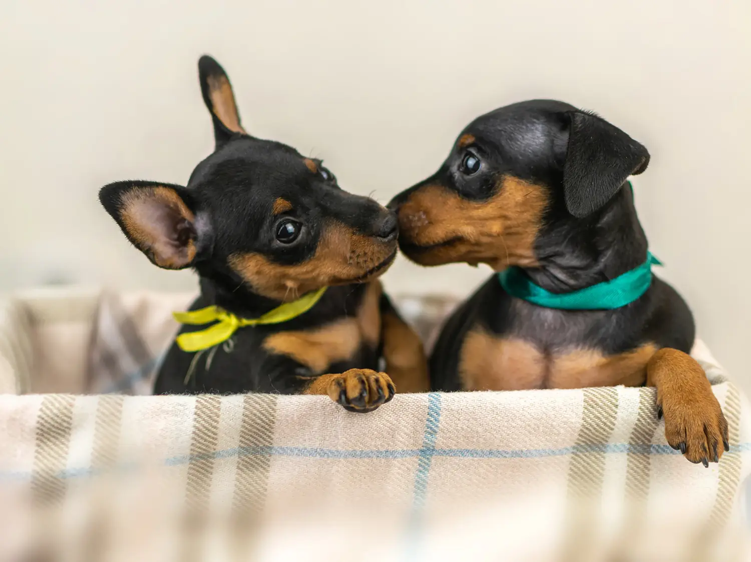 Buying a Miniature Pinscher puppy means taking responsibility! Buy Miniature Pinscher puppies.