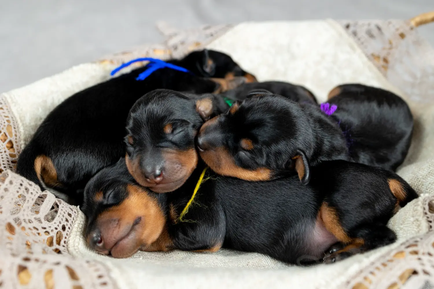 Buying a Miniature Pinscher puppy means taking responsibility! Buy Miniature Pinscher puppies.
