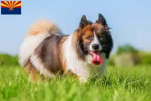 Read more about the article Elo breeders and puppies in Arizona