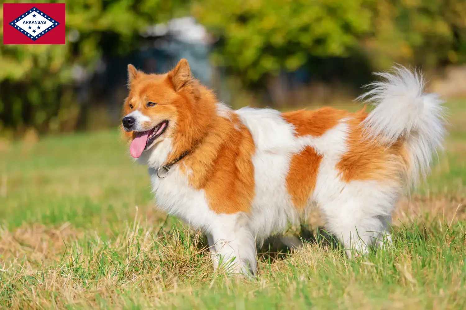 Elo puppies and breeders Arkansas Here you can find Elos breeders in Arkansas.