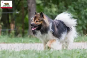 Read more about the article Elo breeders and puppies in California