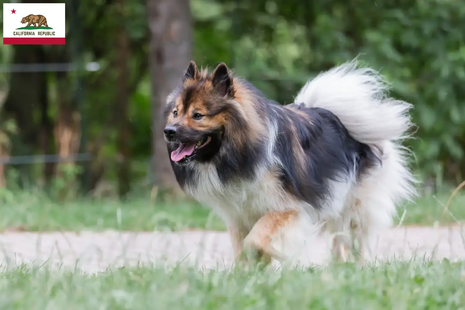 Elo puppies and breeders California Here you can find Elos breeders in California.