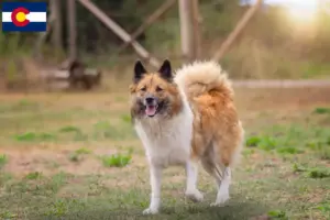 Read more about the article Elo breeders and puppies in Colorado