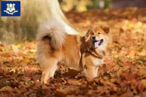 Read more about the article Elo breeders and puppies in Connecticut