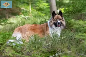 Read more about the article Elo breeders and puppies in Delaware