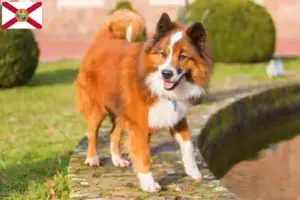 Read more about the article Elo breeders and puppies in Florida