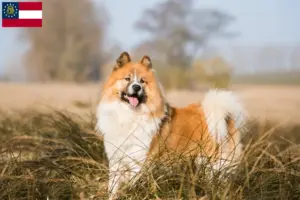 Read more about the article Elo breeders and puppies in Georgia