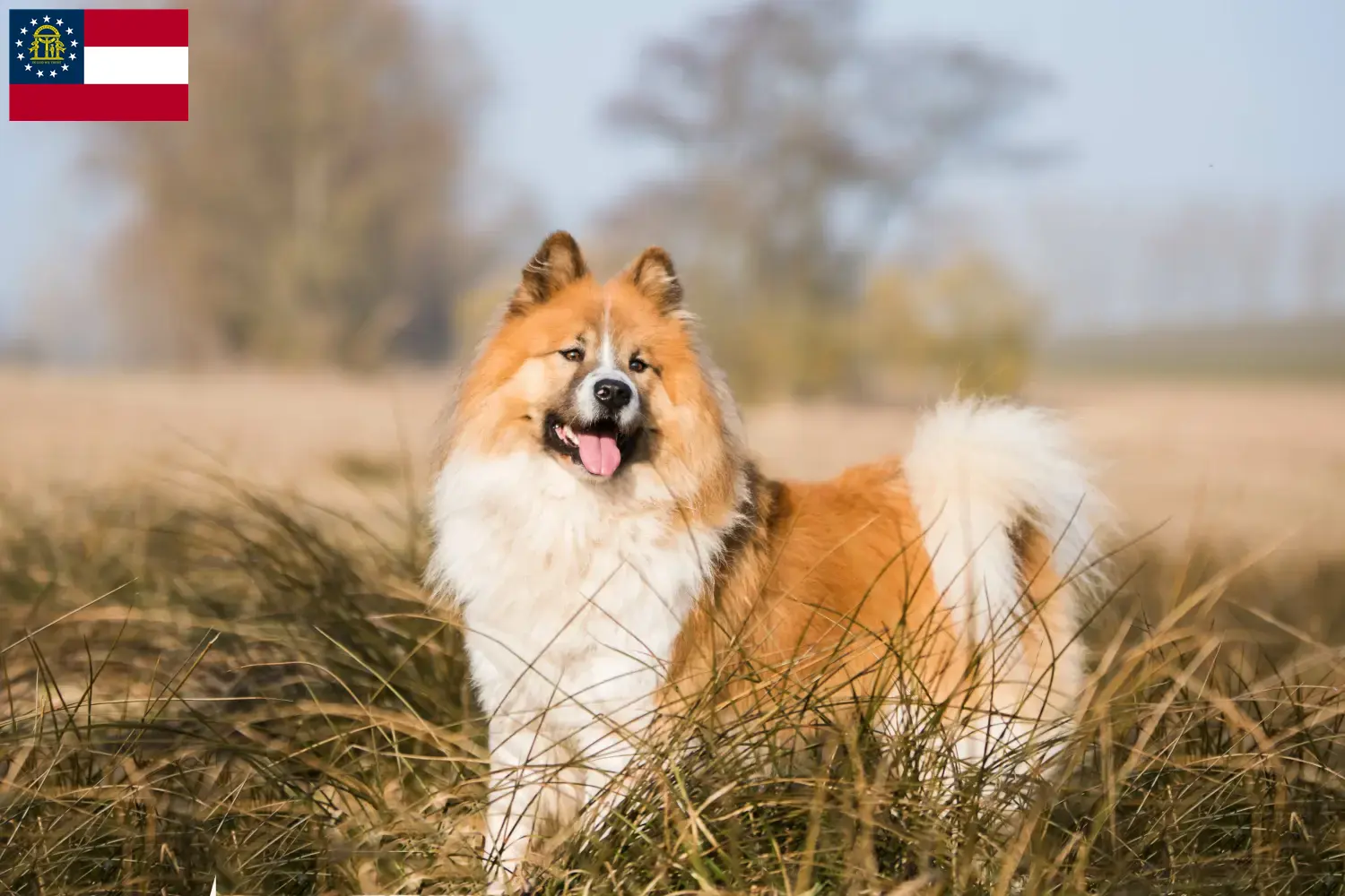 Elo puppies and breeders Georgia Here you can find Elos breeders in Georgia.