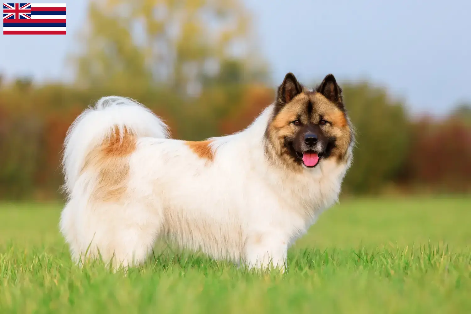Elo puppies and breeders Hawaii Here you can find Elos breeders in Hawaii.