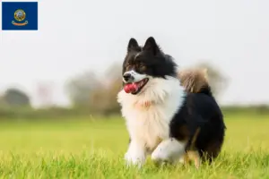 Read more about the article Elo breeders and puppies in Idaho