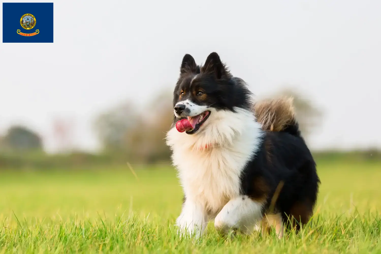 Elo puppies and breeders Idaho Here you can find Elos breeders in Idaho.