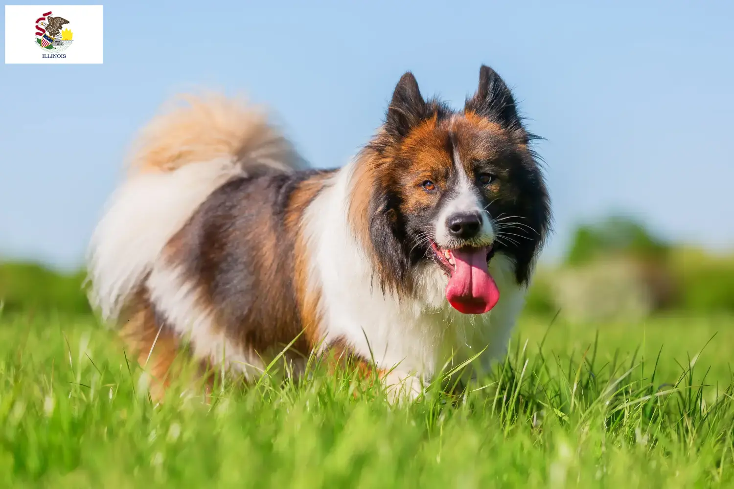 Elo puppies and breeders Illinois Here you can find Elos breeders in Illinois.
