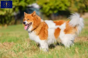 Read more about the article Elo breeders and puppies in Indiana