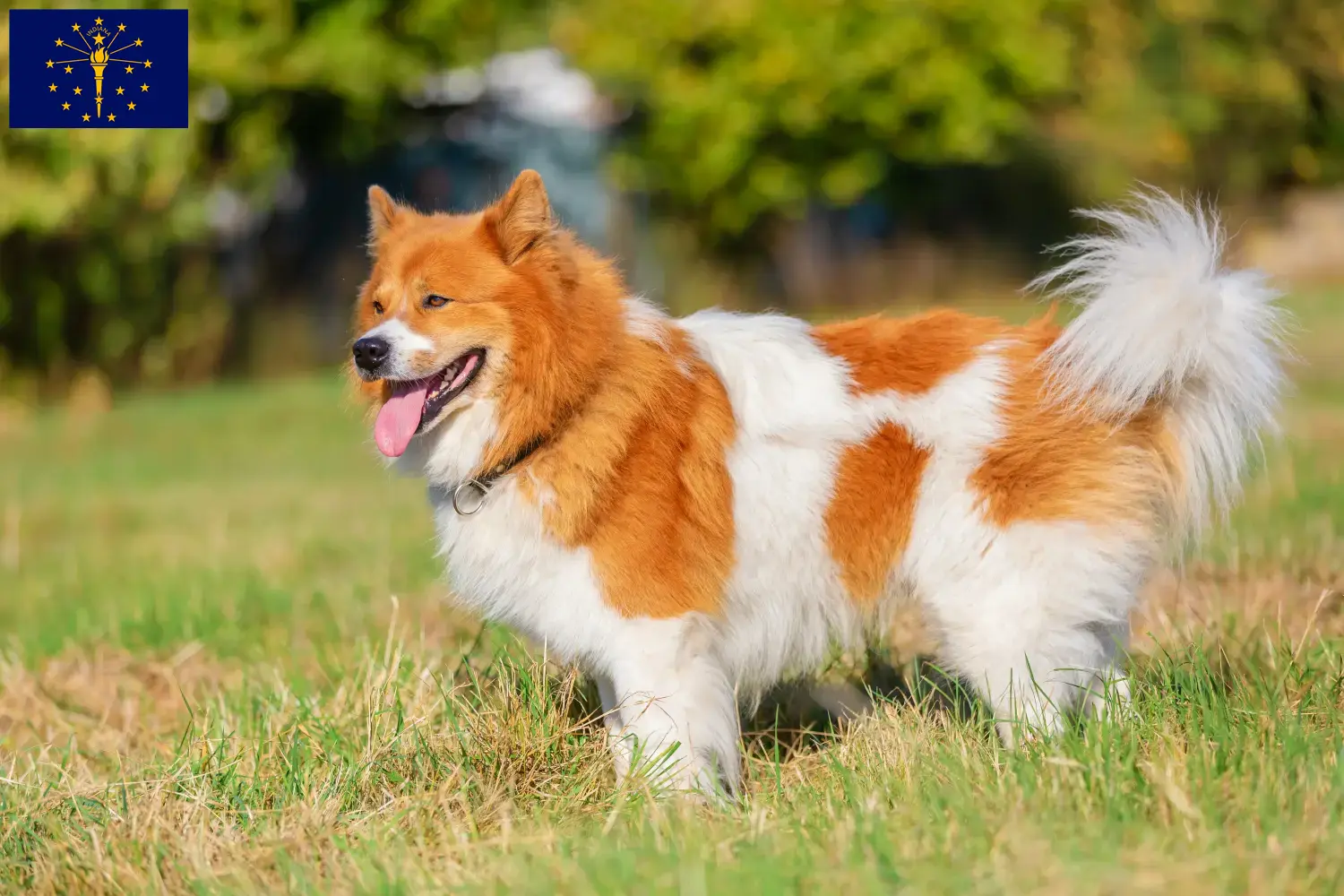 Elo puppies and breeder Indiana Find Elo breeders in Indiana here.