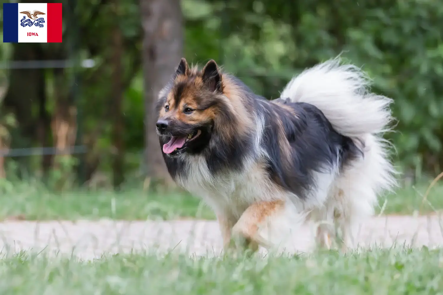 Elo puppies and breeders Iowa Find Elo breeders in Iowa here.