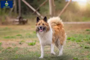 Read more about the article Elo breeders and puppies in Kansas