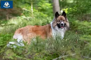 Read more about the article Elo breeders and puppies in Louisiana