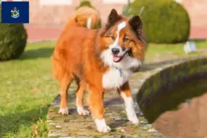Read more about the article Elo breeders and puppies in Maine