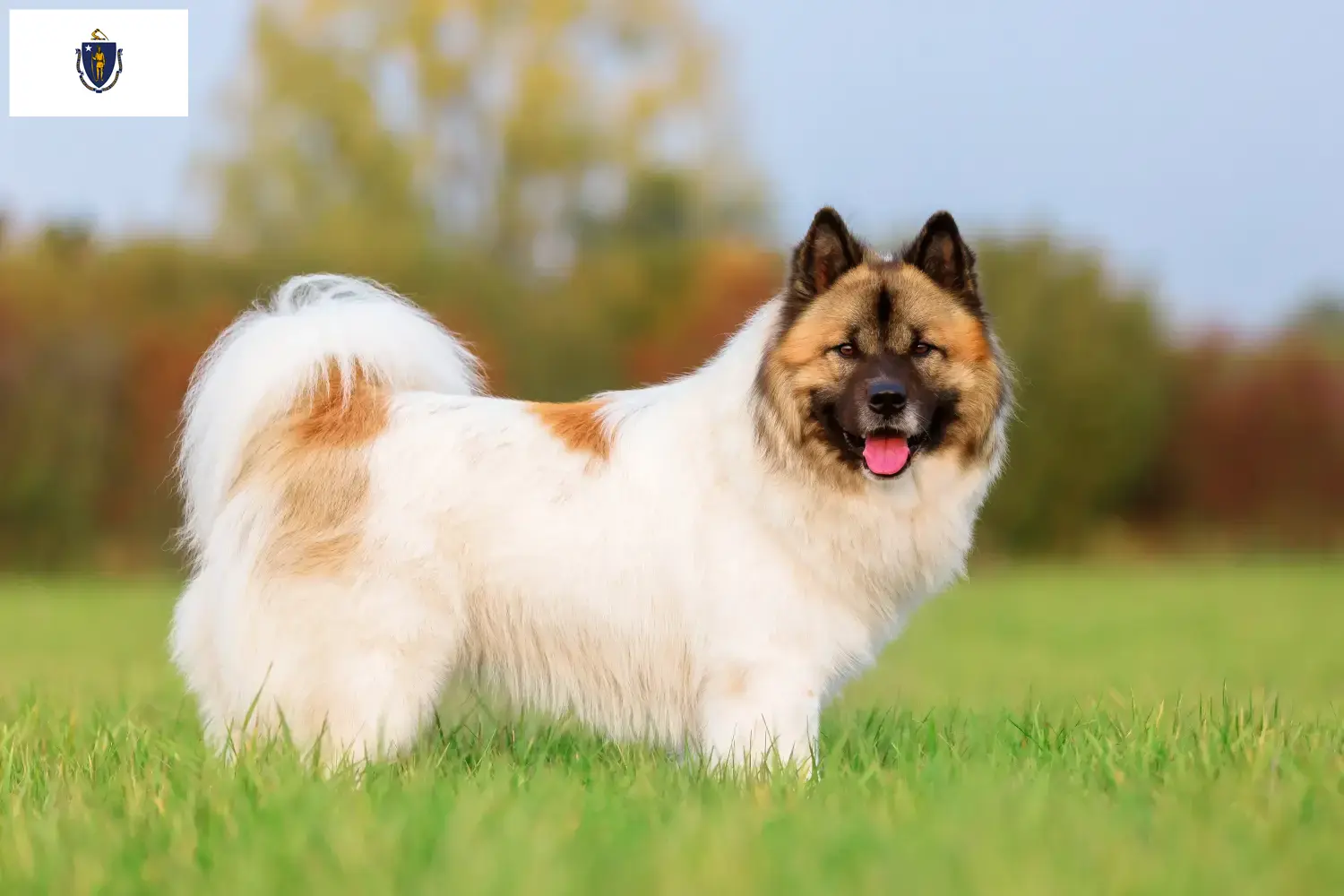 Elo puppies and breeders Massachusetts Here you can find Elos breeders in Massachusetts.