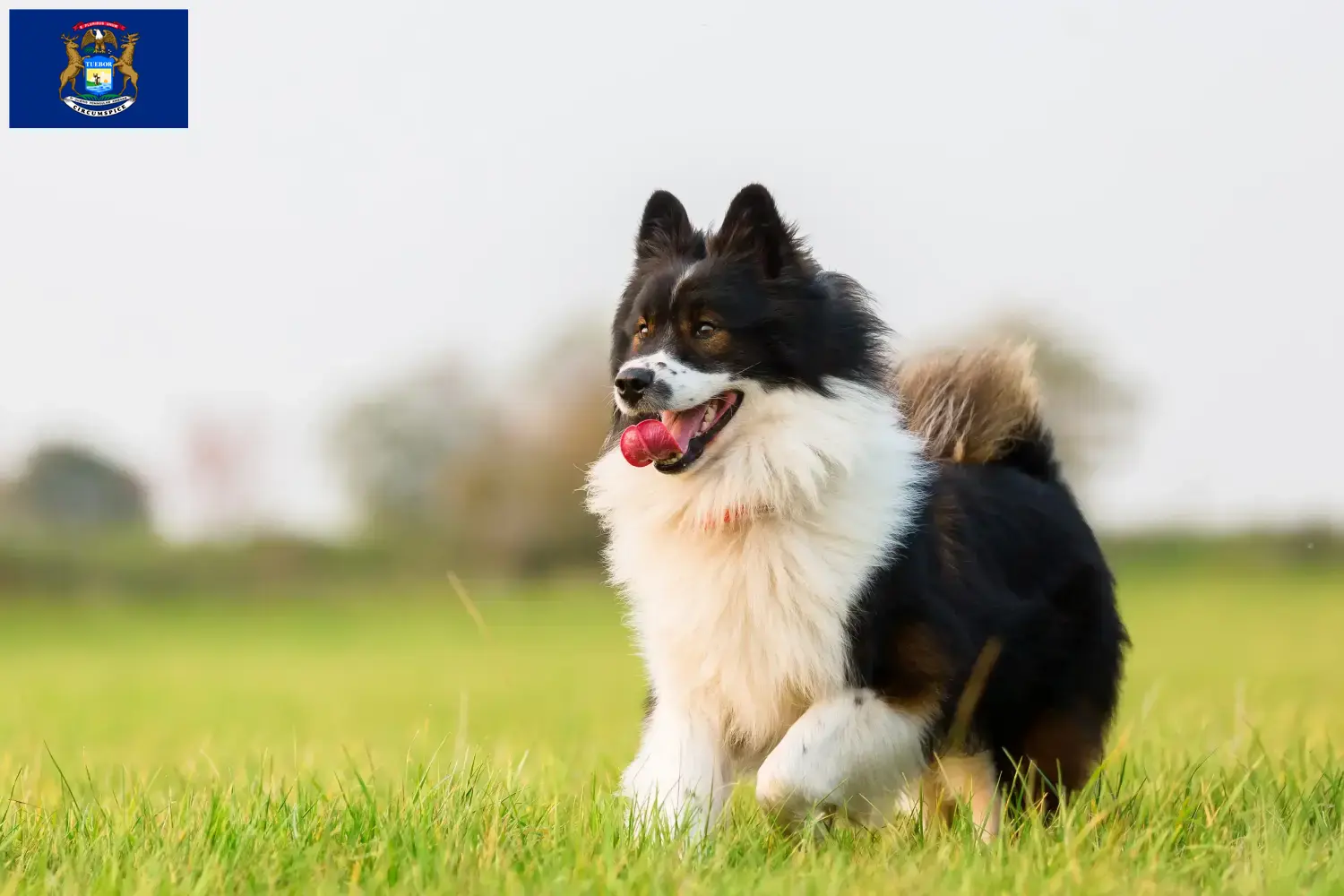 Elo puppies and breeders Michigan Find Elos breeders in Michigan here.